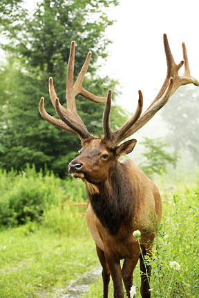 elk 1 graphic